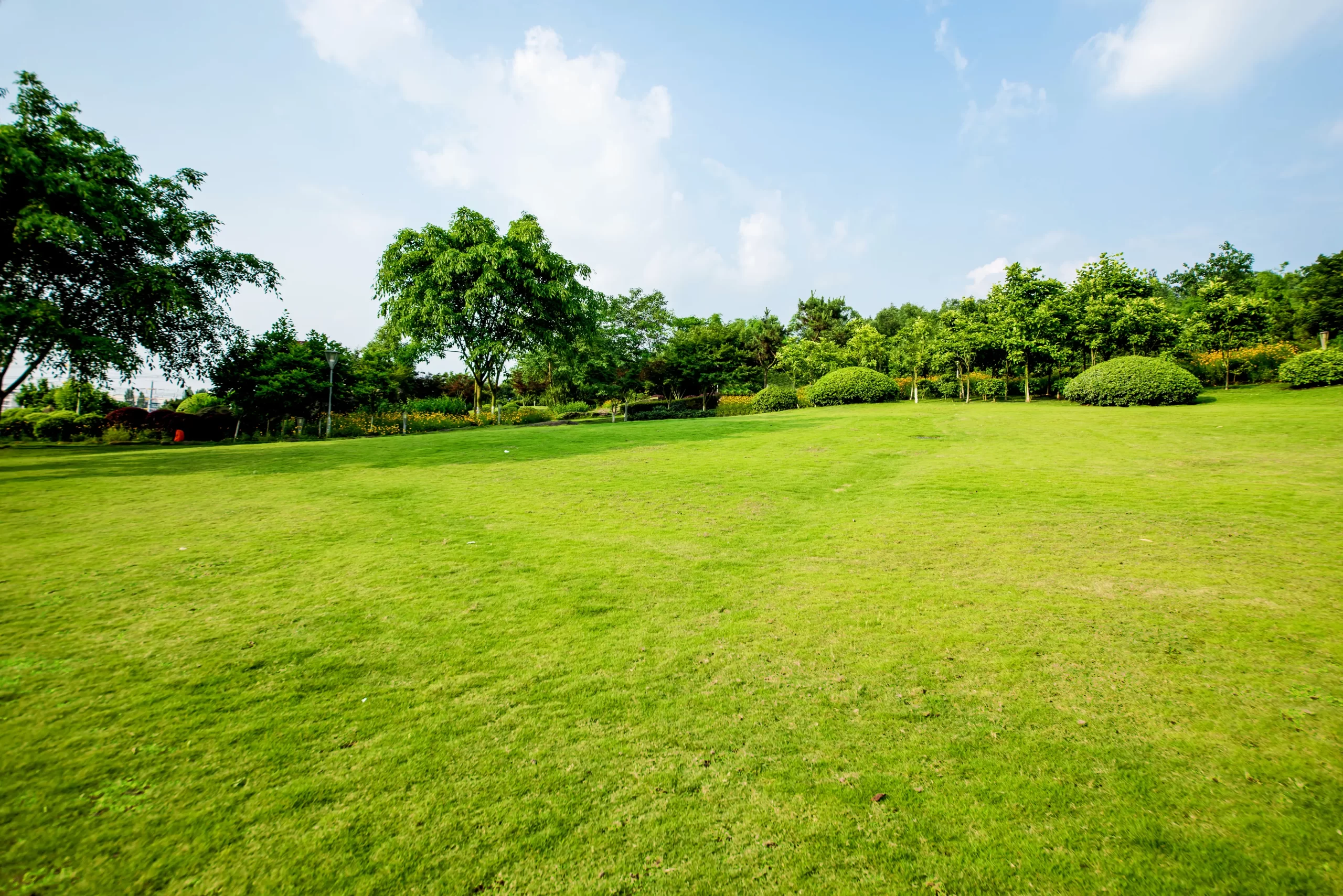 DIY Vs Professional Lawn Care