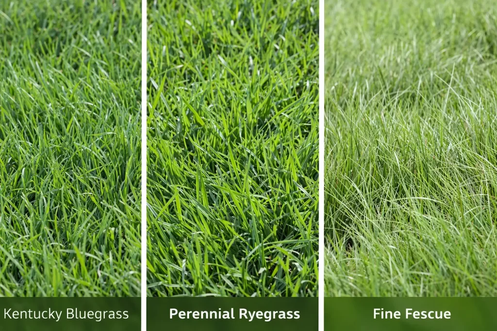 Grass Varieties Comparison In Kentucky